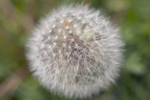 A close up of a dandelion seed