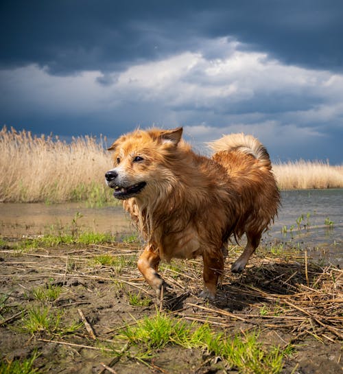 A dog running through the water on a cloudy day