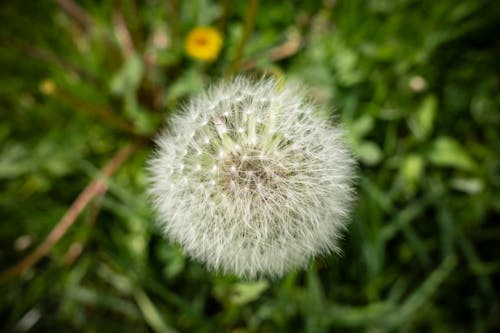 A dandelion is shown in the grass