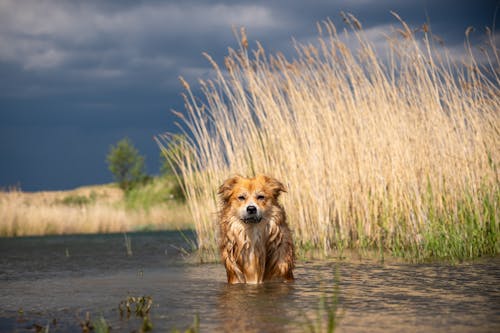 A dog standing in the water near tall grass