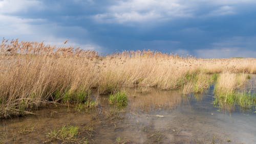 A marsh with tall grass and water under a cloudy sky