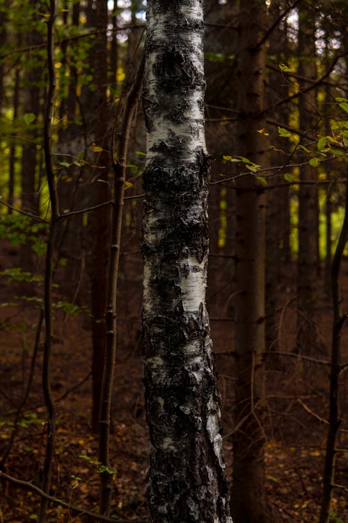 A birch tree in the woods with a black and white pattern