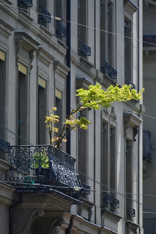 A tree growing on a balcony in a city