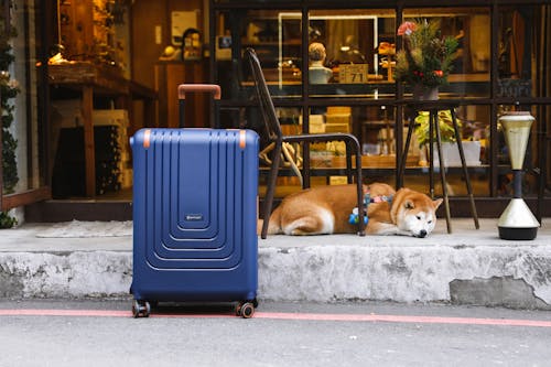 Blue Travel Case Next to a Dog Lying On the Street