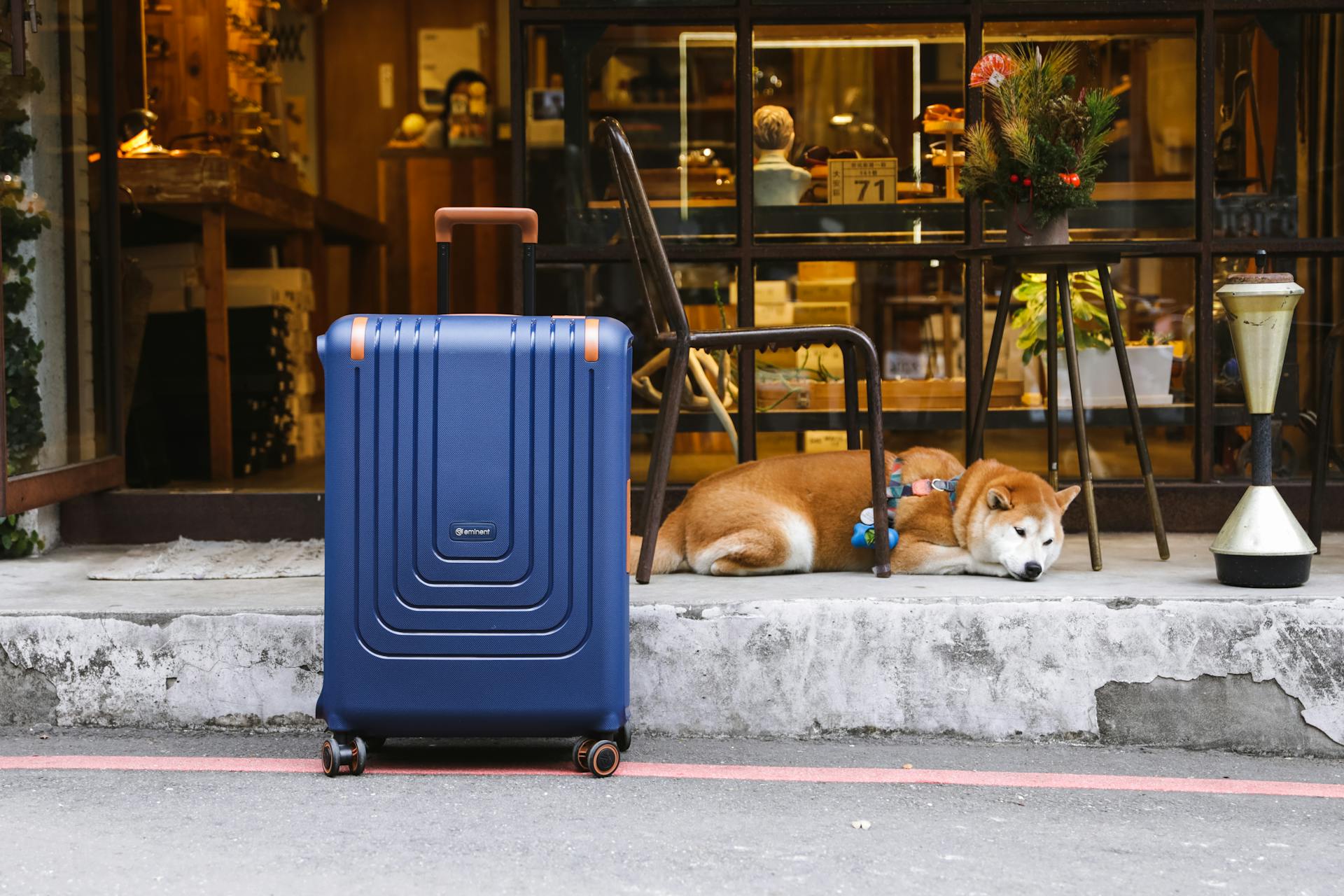 Blå resväska bredvid en hund som låg på gatan