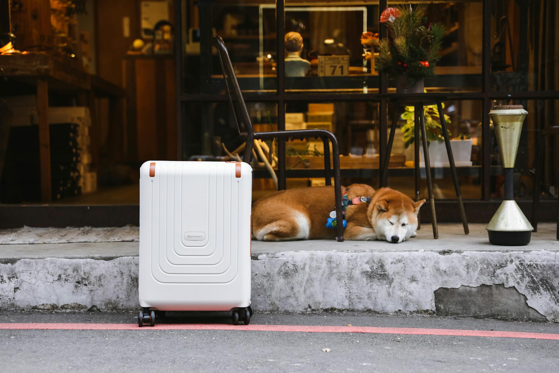 Väska och shiba-inu-hund på gatan