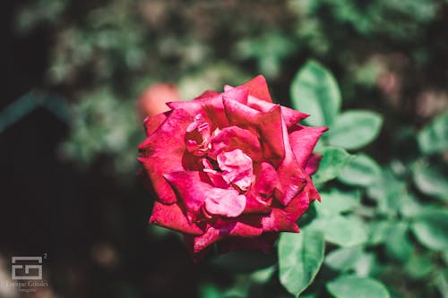 Ingyenes stockfotó rózsa, Vörös rózsa, vörös rózsák témában