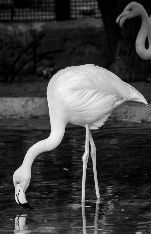 Free Black and white photo of a flamingo wading in a pond, showcasing its elegance and grace. Stock Photo