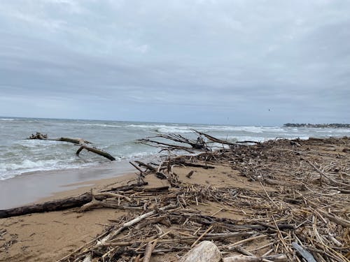 Kostnadsfri bild av drivved, på stranden, strand