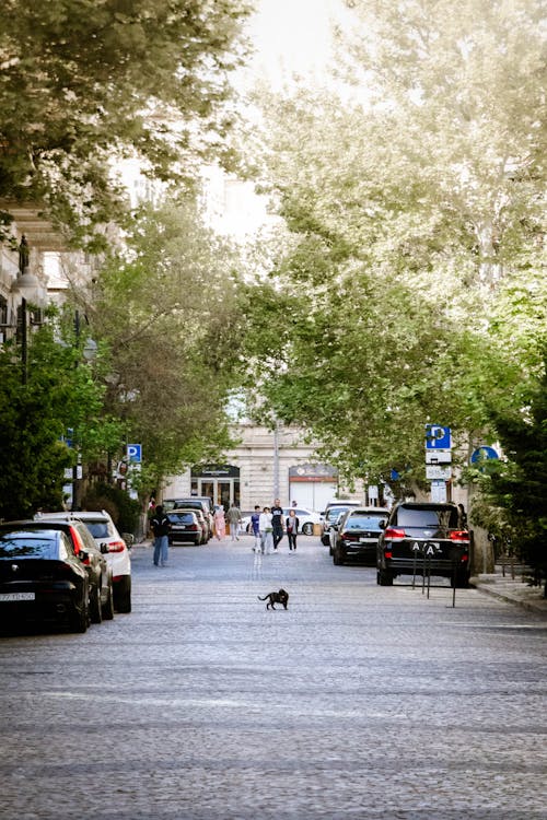 개, 거리, 경치의 무료 스톡 사진