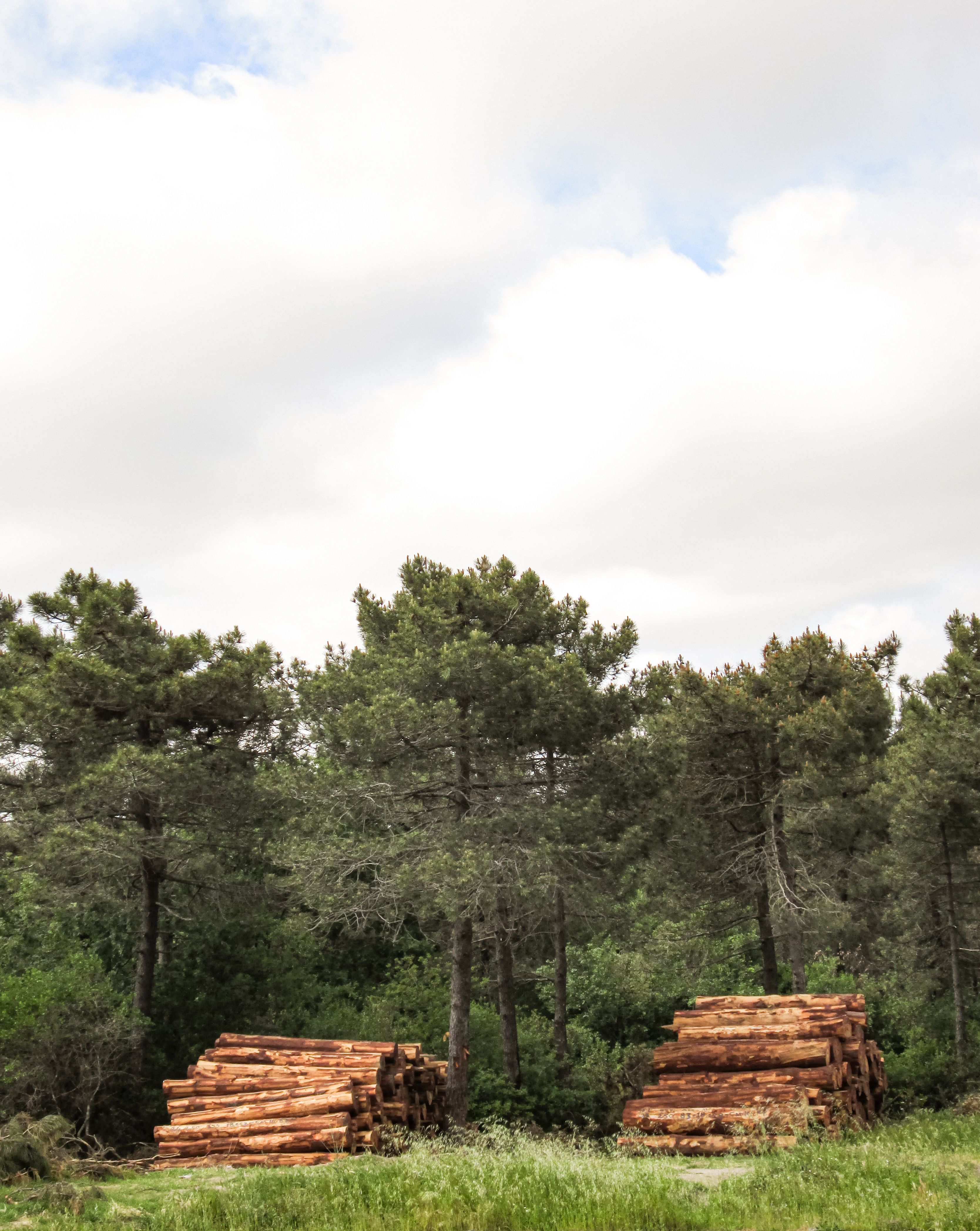 Lumber Warehouse Photos, Download The BEST Free Lumber Warehouse Stock ...