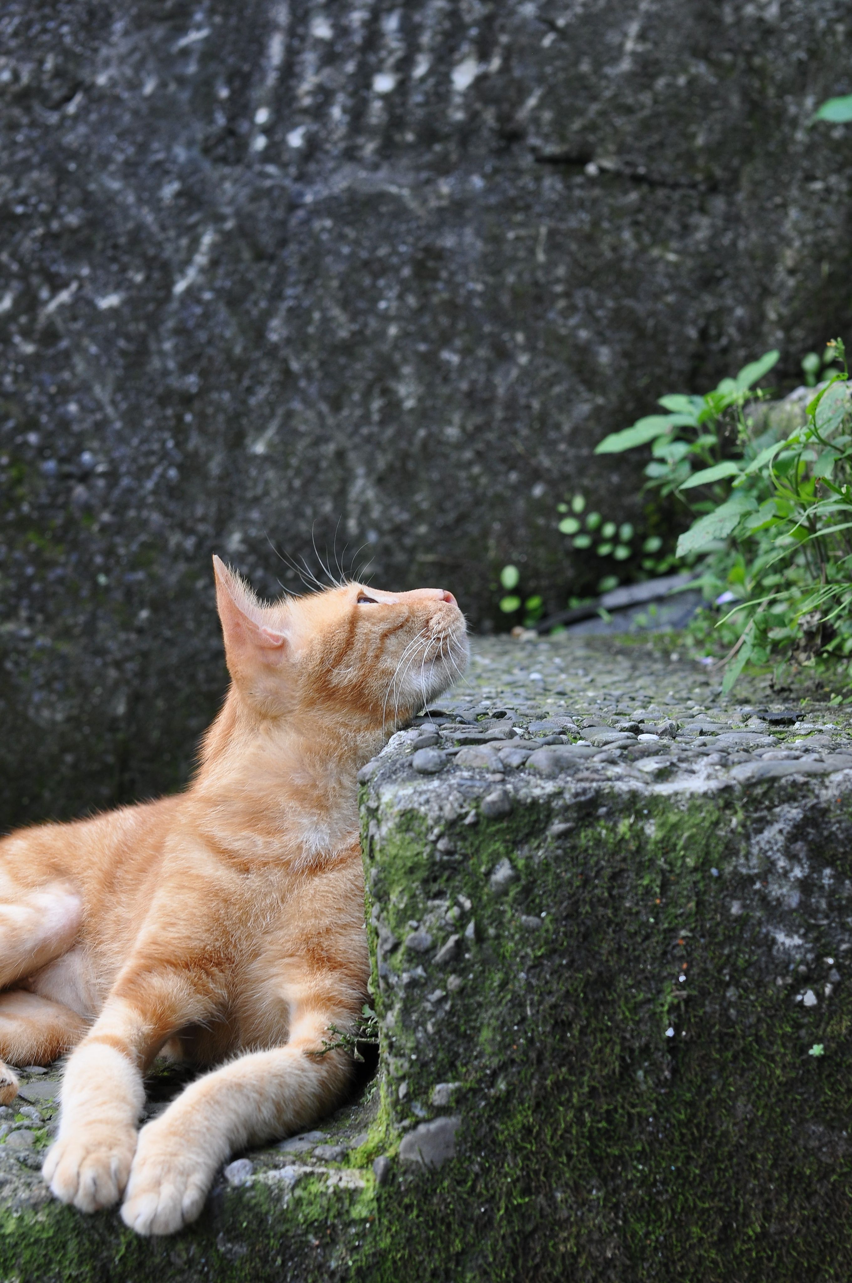 Ginger Cat Lying on Stone Steps · Free Stock Photo