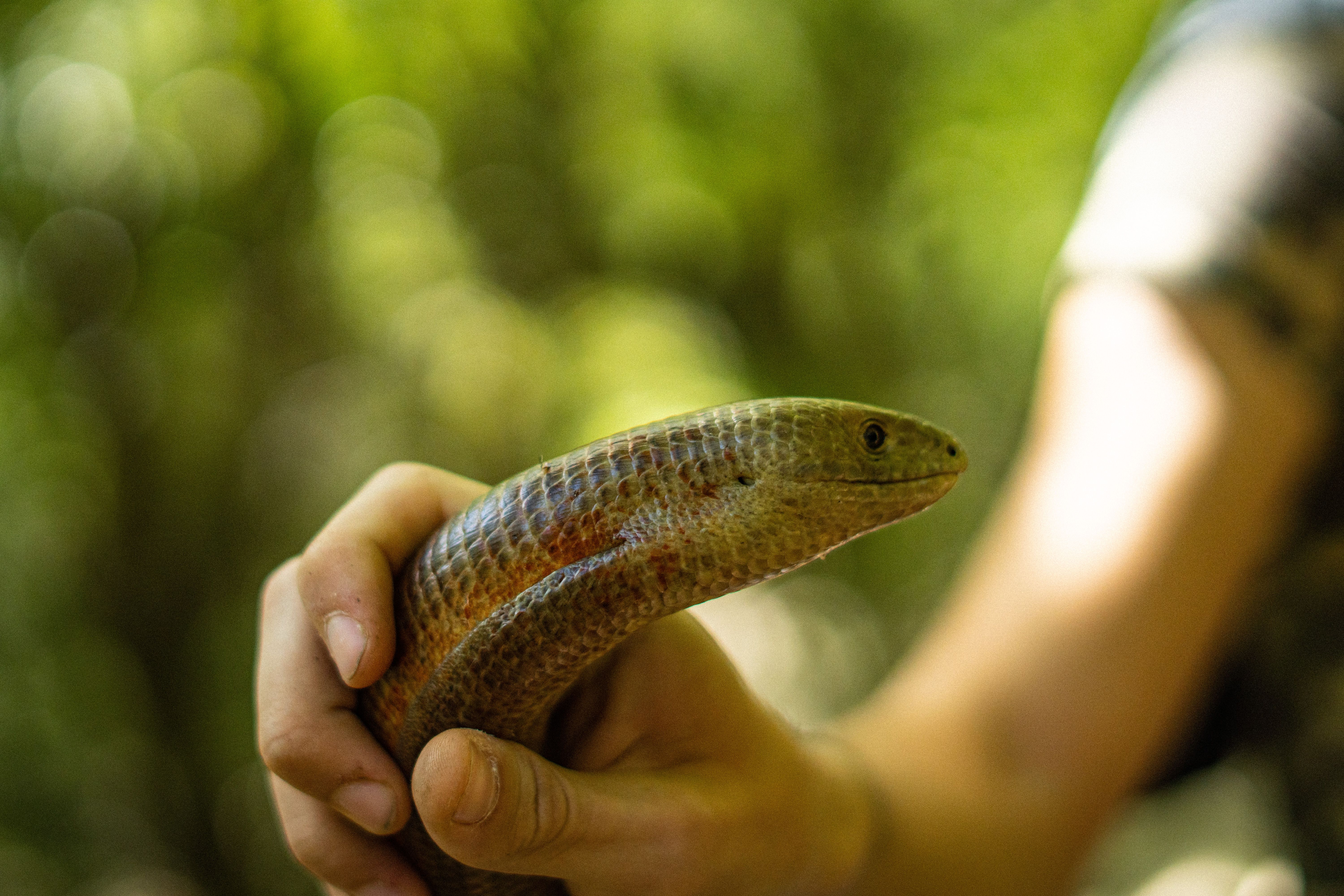 Reptile Experience