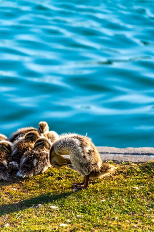 Free A charming scene of ducklings gathered on grassy shore by blue water, basking in the sun. Stock Photo