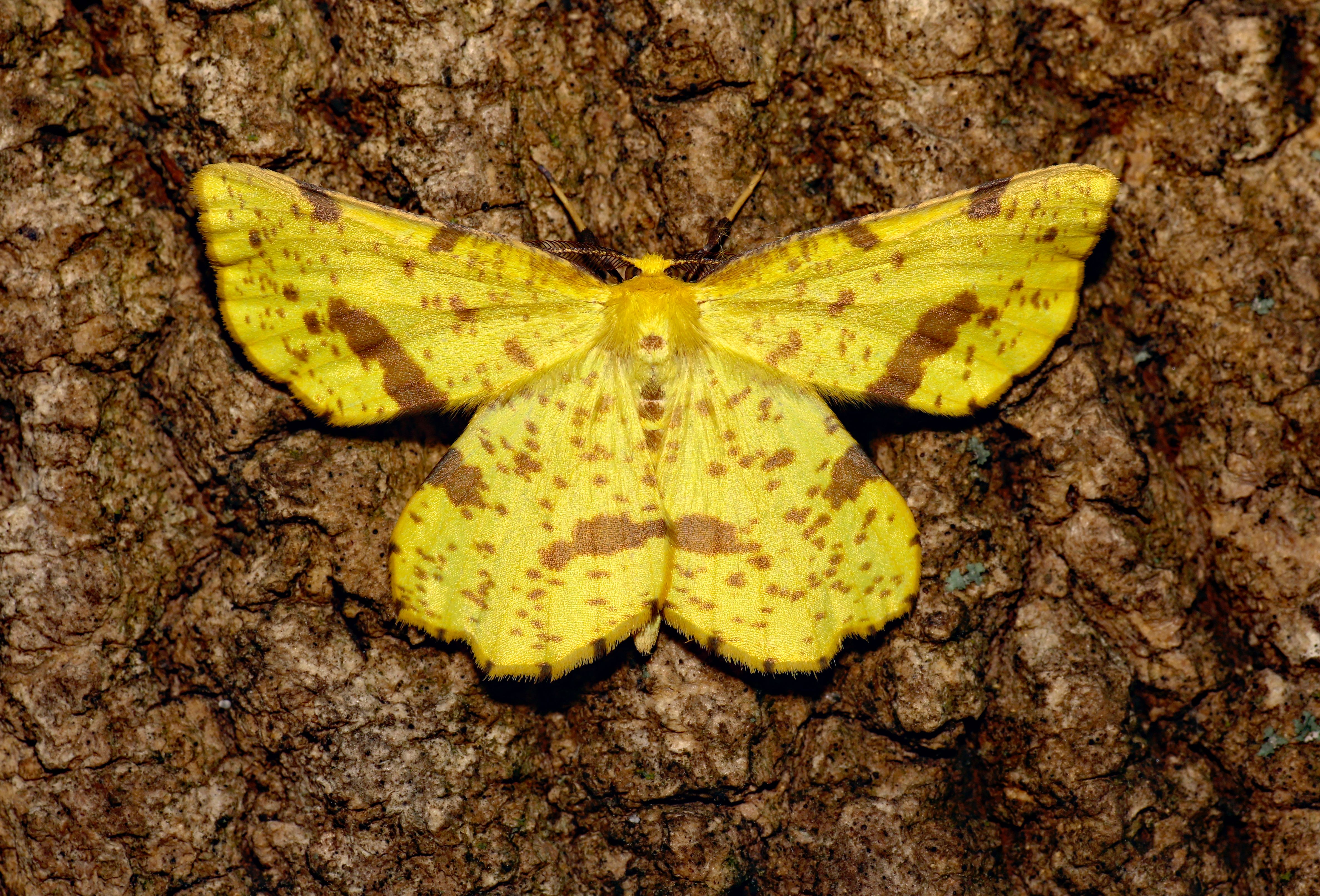 Close-up of a yellow false crocus geometer moth resting on tree bark.