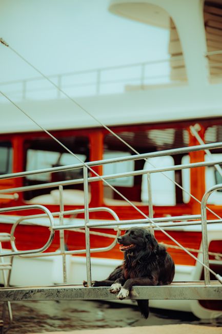 Is it possible to bring a dog on a yacht?