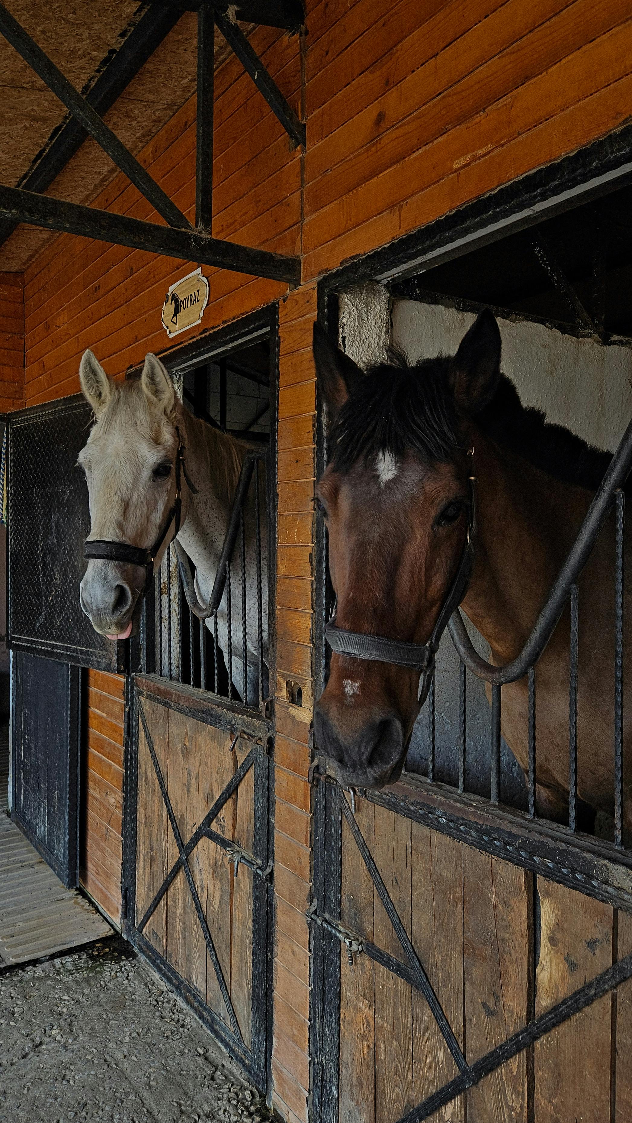 horses sticking their heads out of the stable boxes