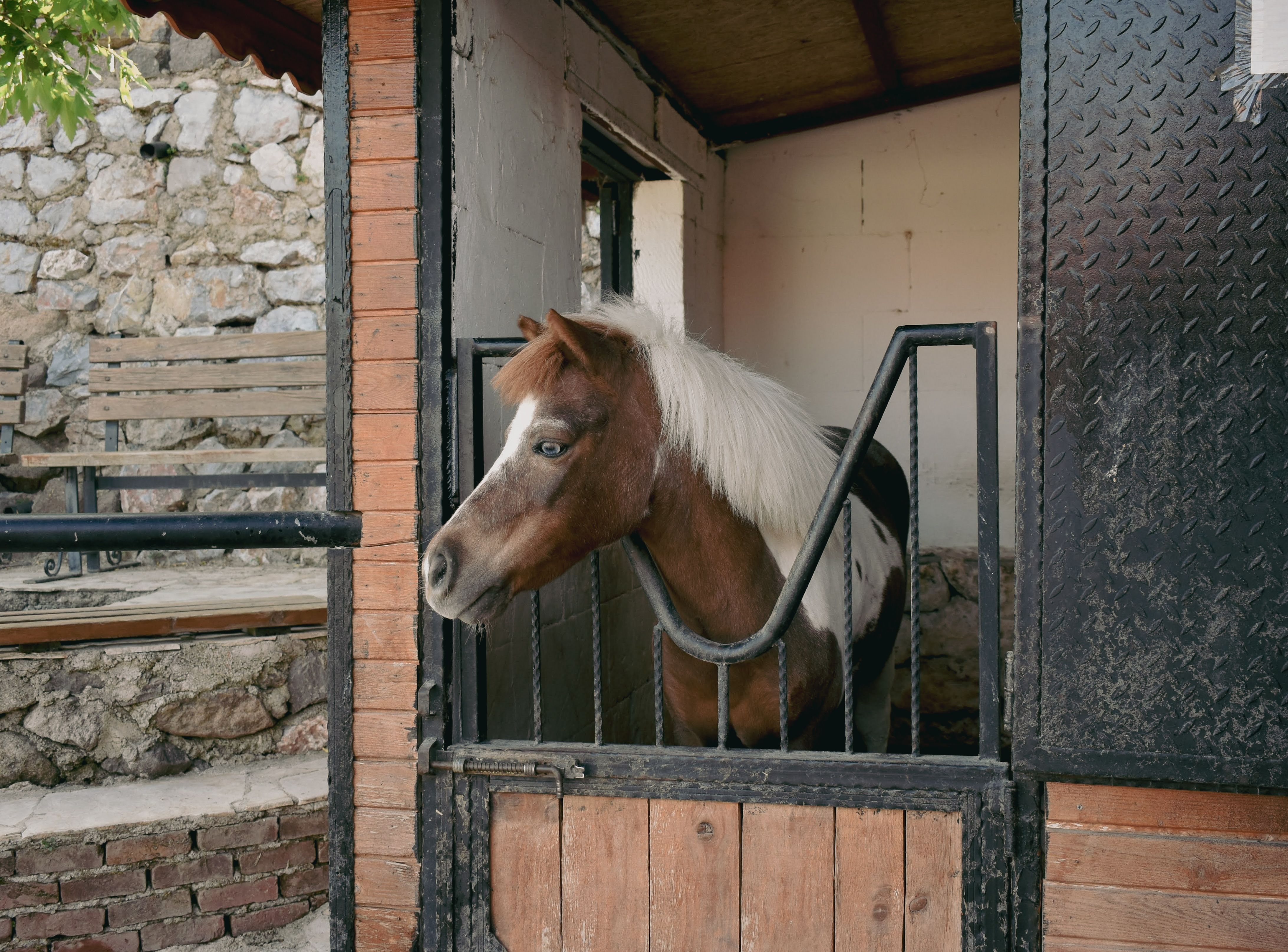 A horse undergoing diagnostic blood testing at a veterinary clinic
