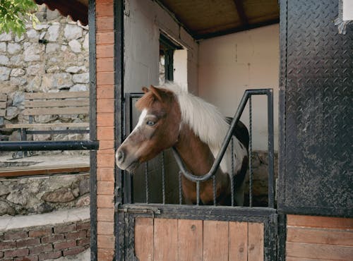 Immagine gratuita di animale, azienda agricola, bestiame