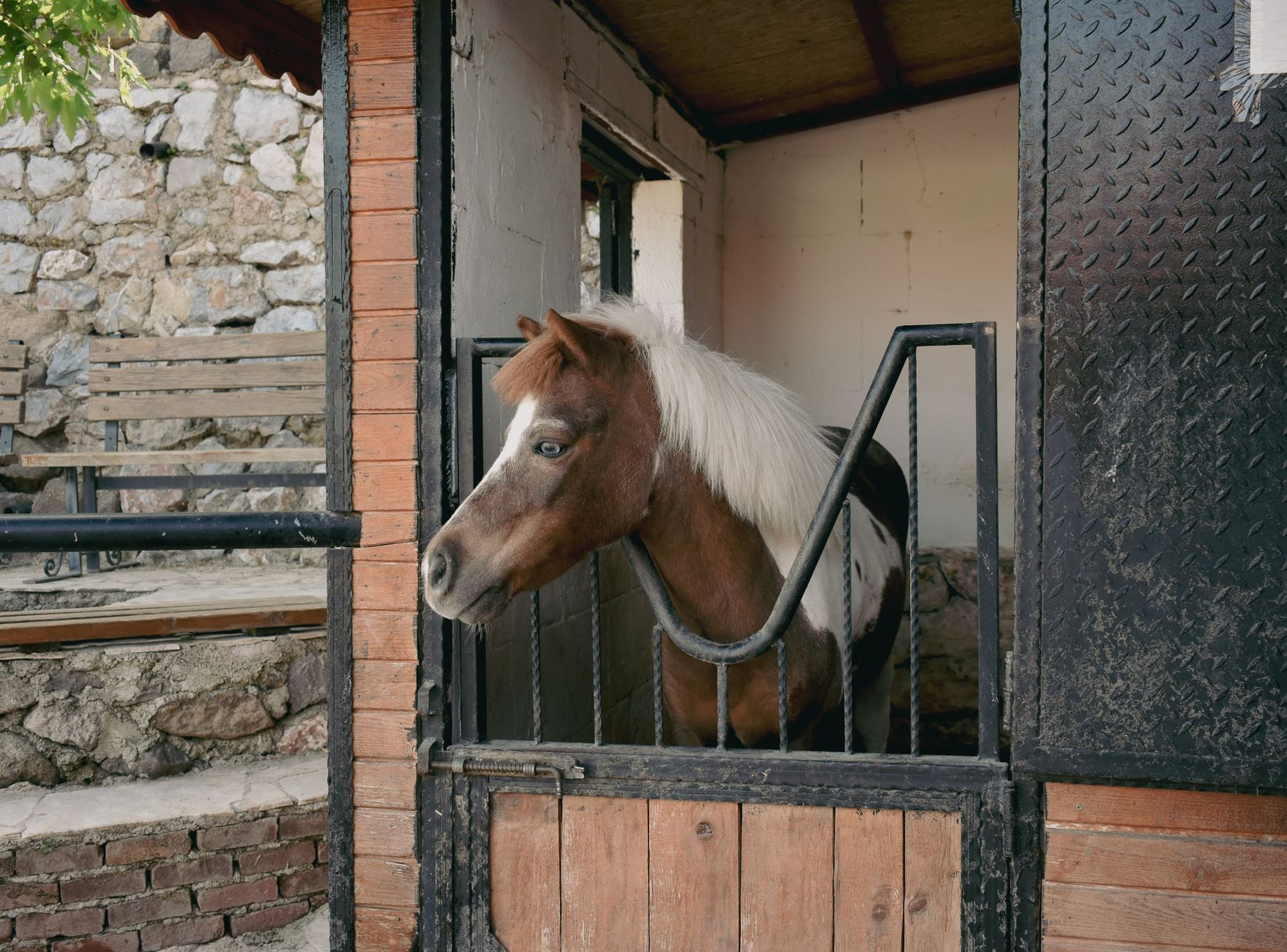 A horse undergoing diagnostic blood testing at a veterinary clinic