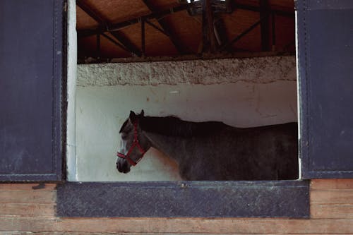 Immagine gratuita di bestiame, cavallo, finestra