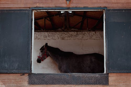 Darmowe zdjęcie z galerii z fotografia zwierzęcia, koń, okna