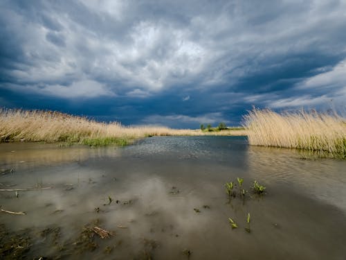 Storm clouds over a marsh with reeds