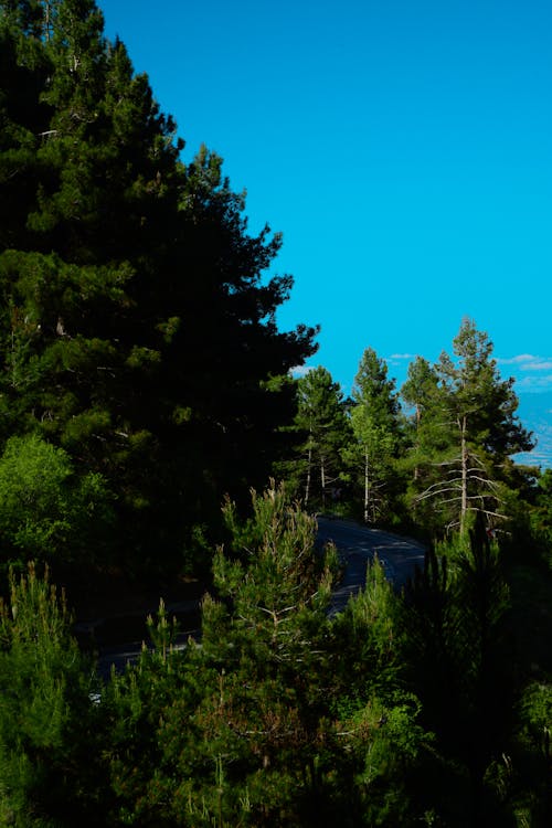 açık mavi gökyüzü, cam, çam ağacı içeren Ücretsiz stok fotoğraf