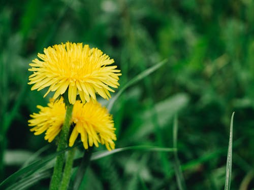 Free stock photo of close-up, dandelion, detail