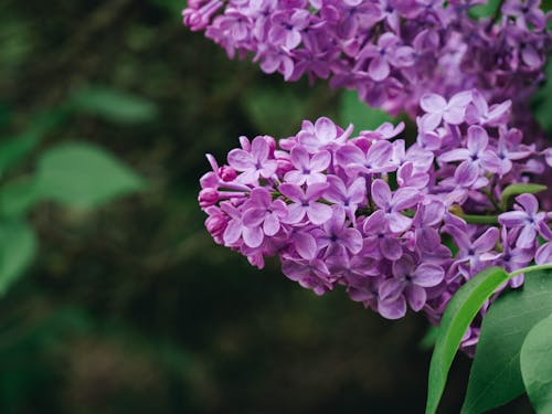 Free stock photo of close-up, detail, flower