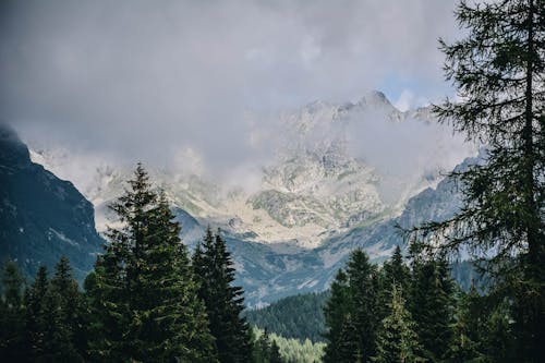 Free stock photo of forest, green, high tatras