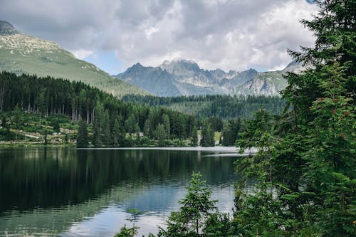 Green Trees Near Calm Body of Water