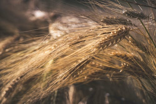 Foto d'estoc gratuïta de agricultura, blat, capvespre