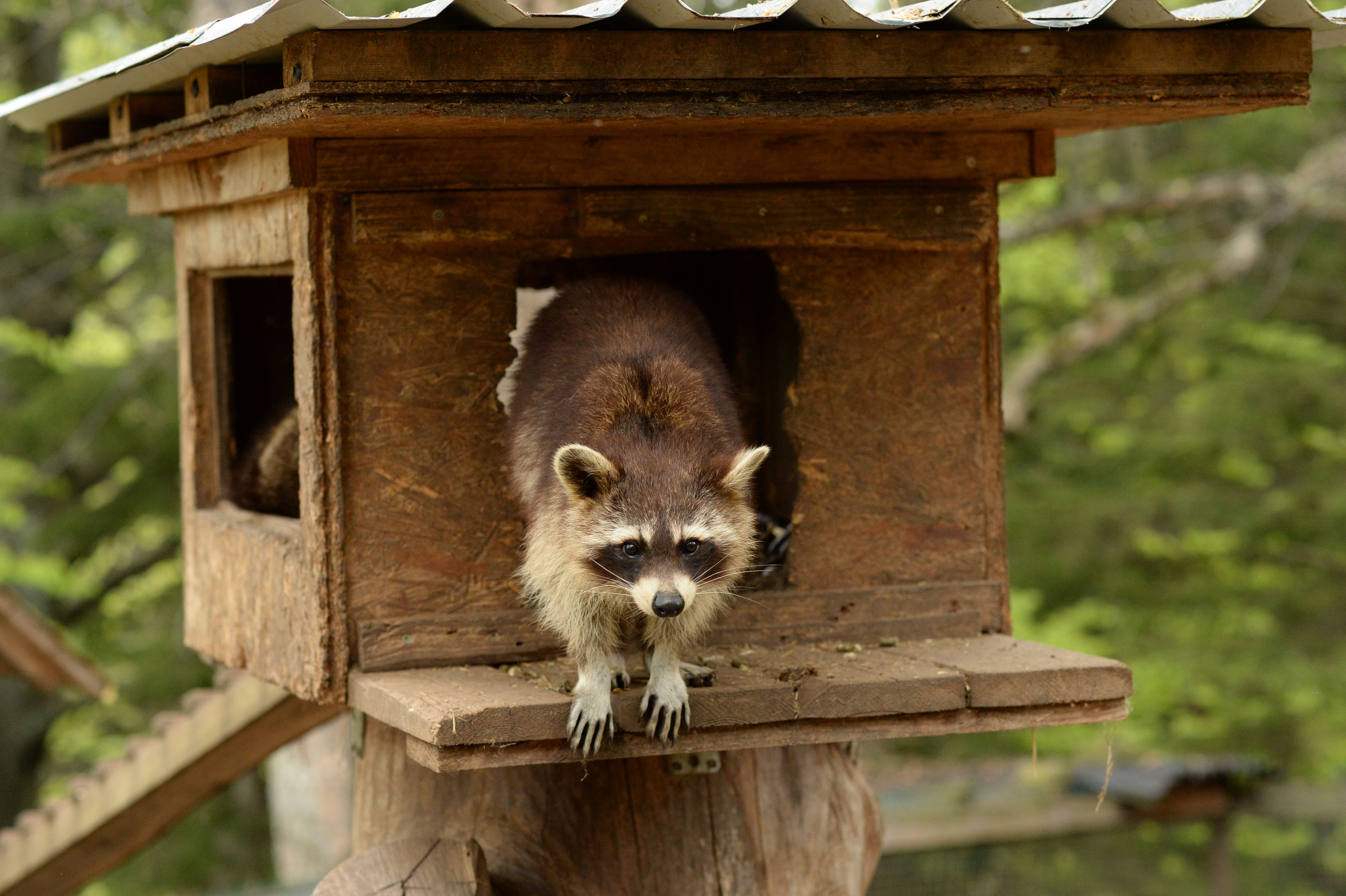 A Raccoon in a Wooden House · Free Stock Photo