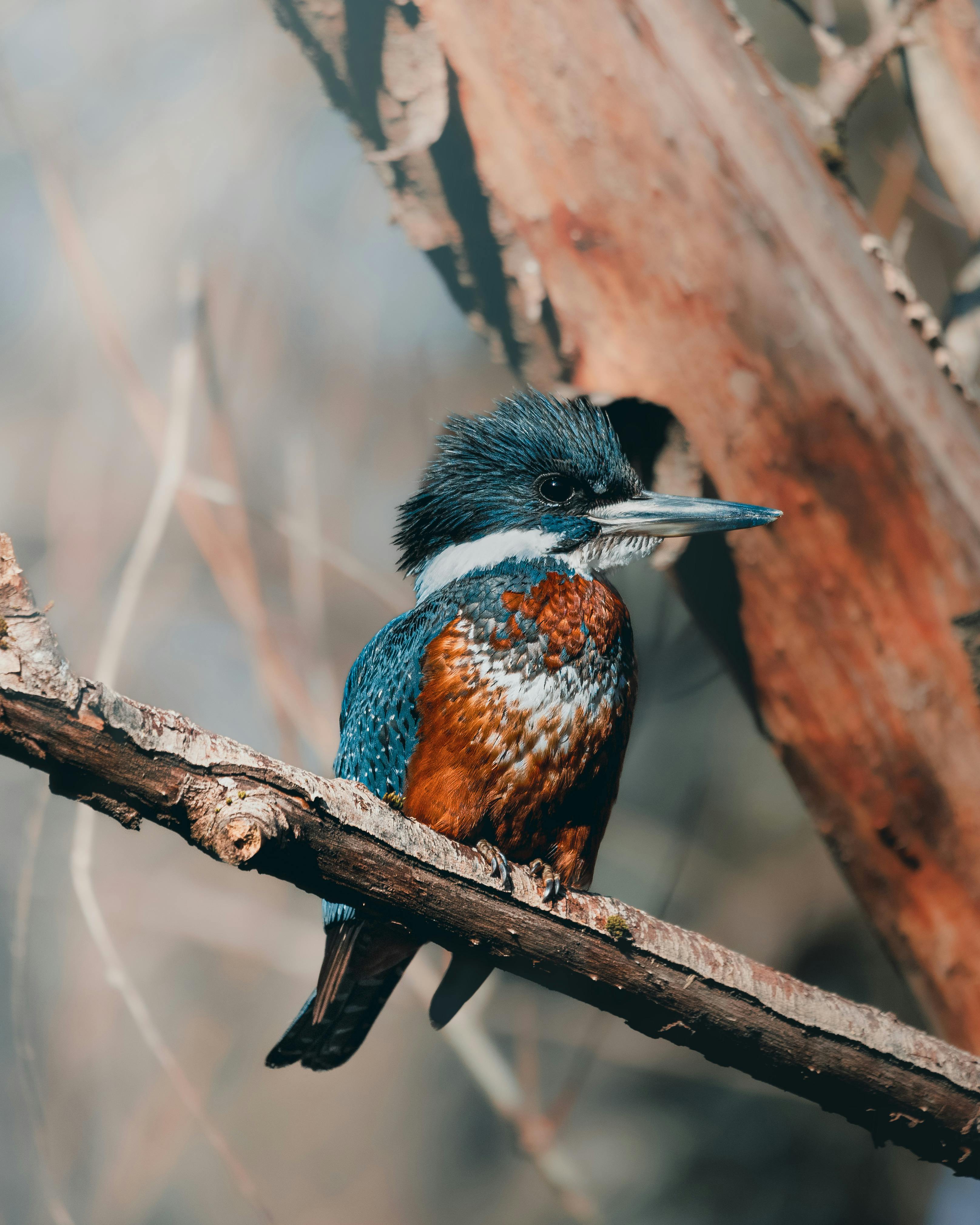 a kingfisher sitting on a branch