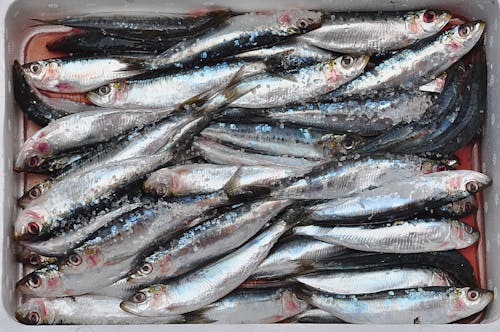Close up of sardines sprinkled with salt in a box