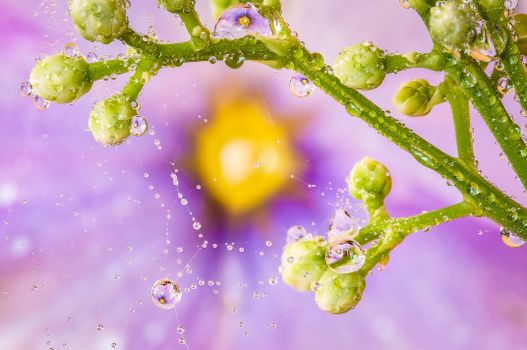Close-up of raindrops on a spiderweb with green stems against a vibrant purple and yellow blurred background.