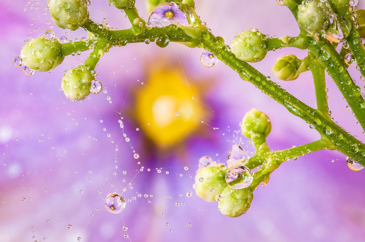 close up of raindrops on a spiderweb with green stems against a vibran