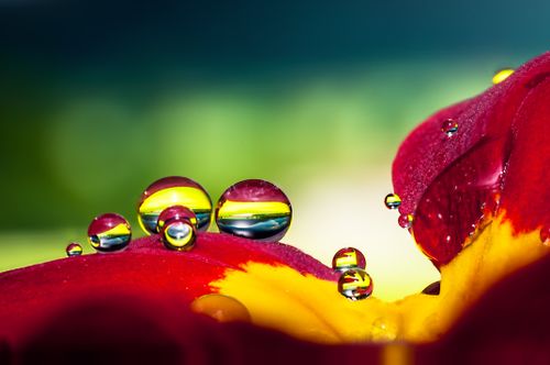 Free Close-up of vibrant raindrops on vivid flower petals in nature. Stock Photo