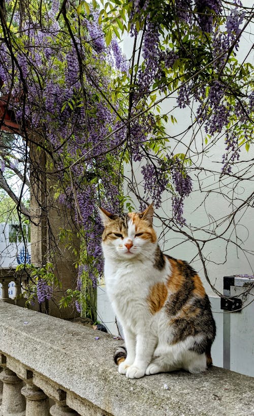 A calico cat sitting on a ledge in front of a wisteria tree
