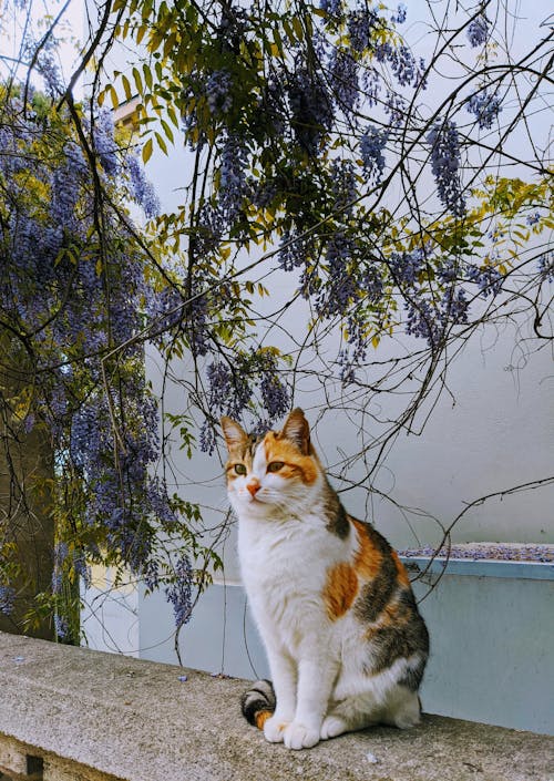 A calico cat sitting on a ledge with purple flowers