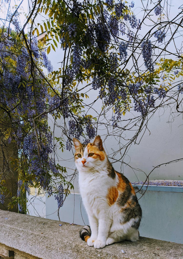 A Calico Cat Sitting On A Ledge With Purple Flowers