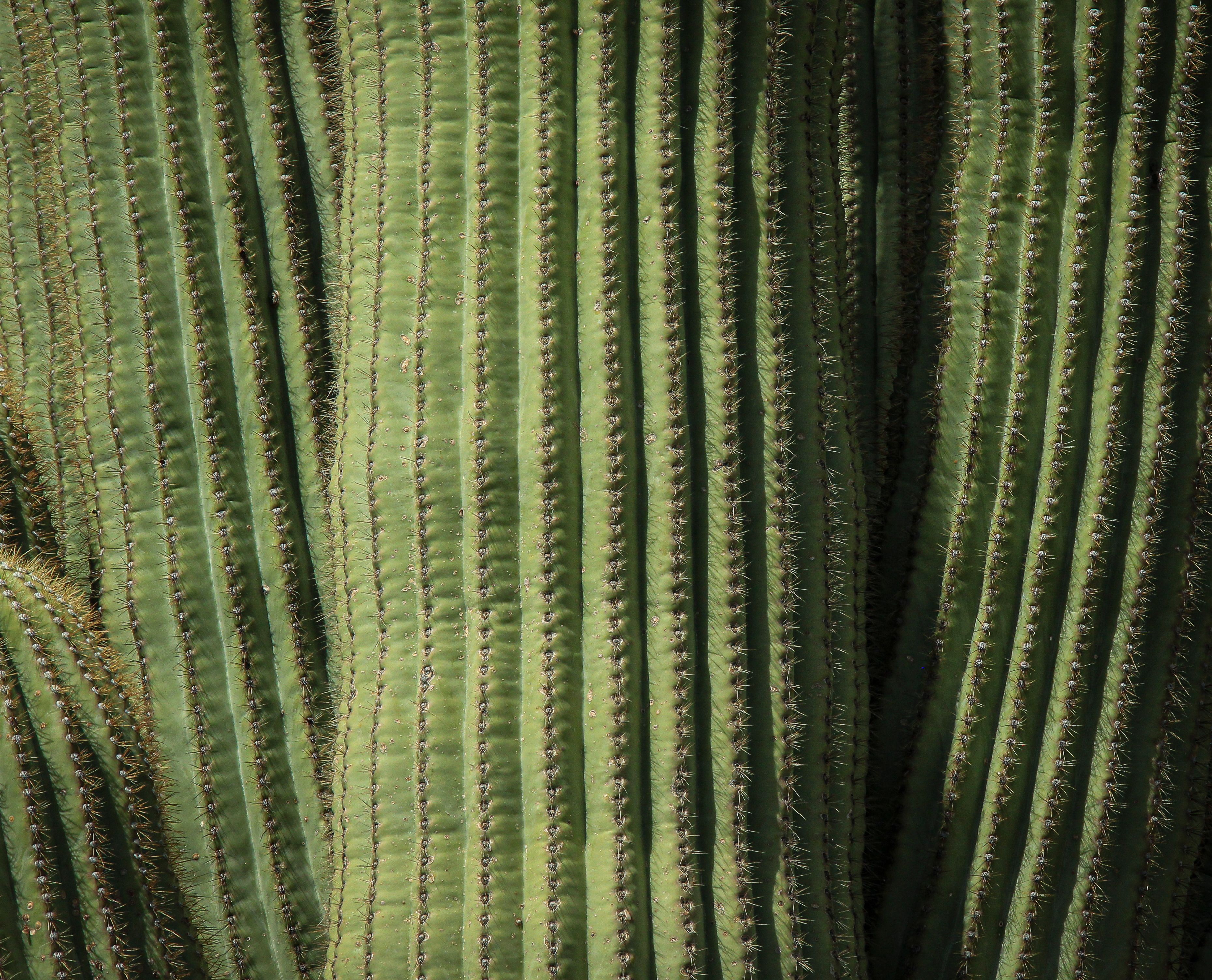Detailed view of Saguaro cactus texture in the Superstition Mountains, Arizona.