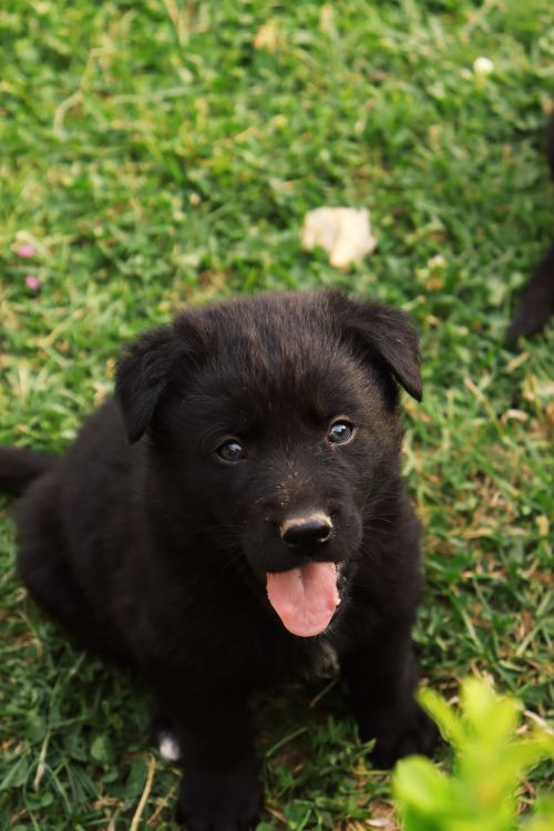 Free Close-up of a playful black puppy sitting on lush green grass. Stock Photo
