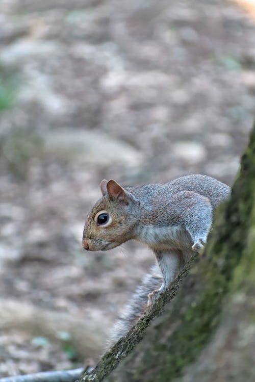 An Inquisitive Squirrel 3