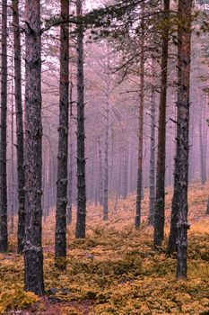 A scenic foggy forest scene with conifer trees and autumn foliage.