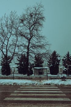 A snowy crosswalk near a bus stop in an urban winter setting, with bare trees and snow-covered ground.