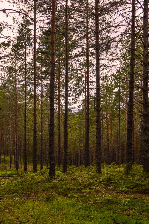 Free Explore the beauty of a serene autumn forest with tall conifer trees and lush green grass. Stock Photo