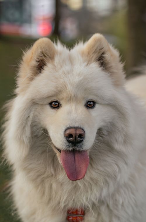 Joyful fluffy dog with tongue out