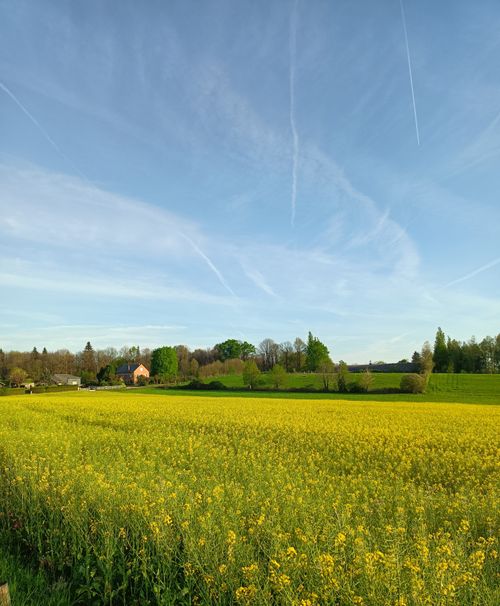 Free Scenic rural countryside with vibrant yellow canola field under a clear blue sky. Stock Photo